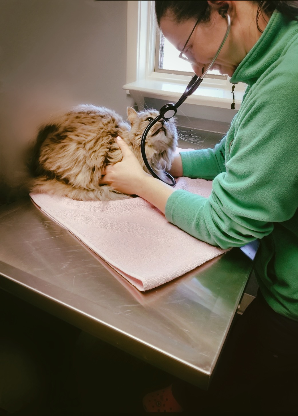 Cat veterinary