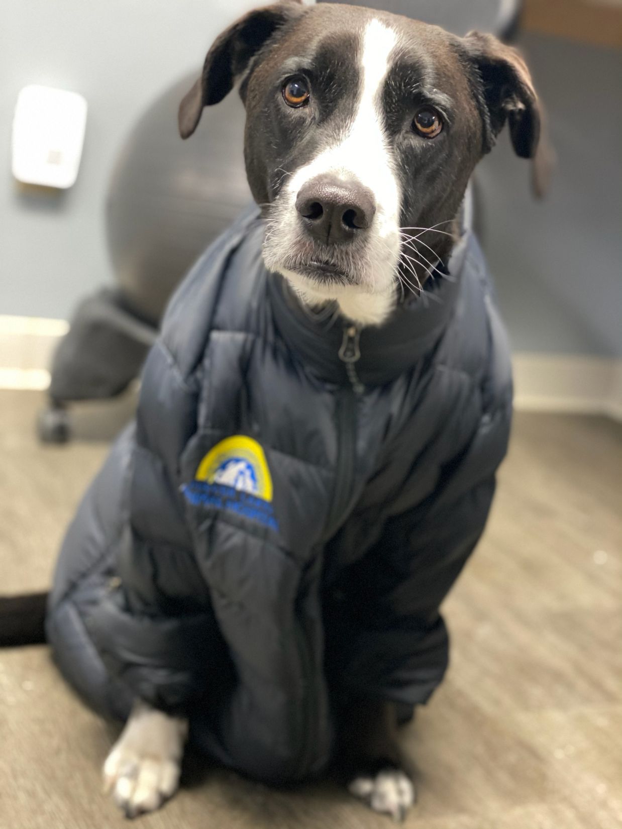 Canandaigua Veterinary Careers