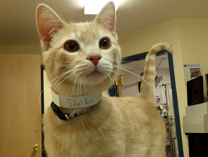 Cat veterinary
