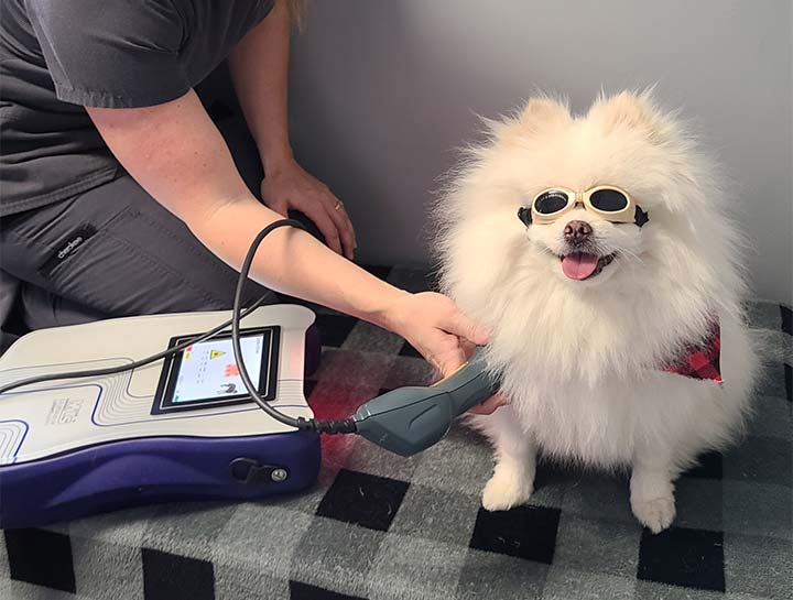 Laser Therapy for Dogs